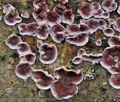 Chondrostereum_purpureum_ca6339