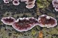 Chondrostereum_purpureum_ca6345