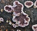 Chondrostereum_purpureum_ca6354