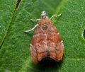 Choreutis_nemorana_dy7735s