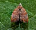 Choreutis_nemorana_jj1378s