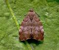 Choreutis_pariana_jf5890s