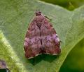 Choreutis_pariana_jf5933s