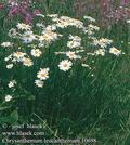 Chrysanthemum_leucanthemum_10698