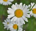 Chrysanthemum_leucanthemum_bj9265