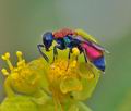 Chrysis_viridula_bg3976