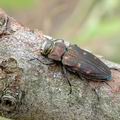 Chrysobothris_affinis_ak9552