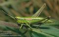 Chrysochraon_brachyptera_6045