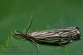 Chrysocrambus_craterella_cc5575s