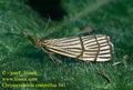 Chrysocrambus_craterellus_5