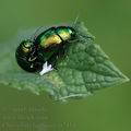 Chrysolina_herbacea_ai7434