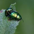 Chrysolina_herbacea_ai7442