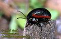 Chrysolina_sanguinolenta_57