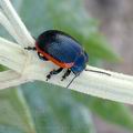 Chrysolina_sanguinolenta_ae3589