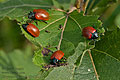 Chrysomela_populi_cf9452s