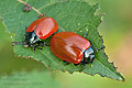 Chrysomela_populi_cf9478s