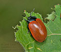 Chrysomela_populi_cf9487s