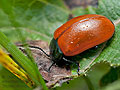 Chrysomela_populi_cf9518s