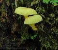 Chrysomphalina_grossula_hy9483