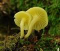Chrysomphalina_grossula_hy9511