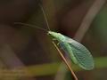 Chrysopa_albolineata_cc3403s