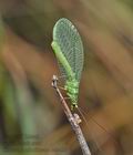 Chrysopa_albolineata_cc3426