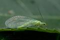 Chrysopa_albolineata_cf7659s