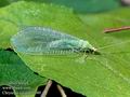 Chrysopa_ciliata_10349