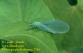 Chrysopa_phyllochroma_2186