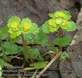 Chrysosplenium_alternifolium_aa4277