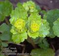 Chrysosplenium_alternifolium_aa4279