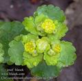 Chrysosplenium_alternifolium_aa4280