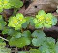 Chrysosplenium_alternifolium_aa4282