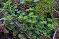 Chrysosplenium_oppositifolium_bx0778