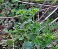 Chrysosplenium_oppositifolium_bx0783