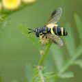 Chrysotoxum_bicinctum_af8807