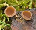 Ciboria_rufofusca_bj2353