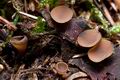 Ciboria_rufofusca_cb6569s