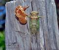 Cicada_orni_e2053