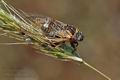 Cicadatra_hyalina_ak8172