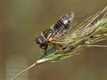 Cicadatra_hyalina_ak8178