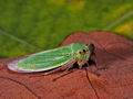 Cicadella_viridis_ac5406