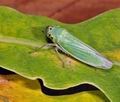 Cicadella_viridis_ac5408