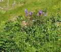 Cicerbita_alpina_hg8419
