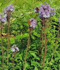 Cicerbita_alpina_hg8420