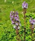 Cicerbita_alpina_hg8421