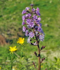 Cicerbita_alpina_hg8422