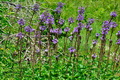 Cicerbita_alpina_ka3587