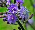 Cicerbita_alpina_ka3589