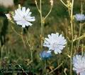 Cichorium_intybus_4693